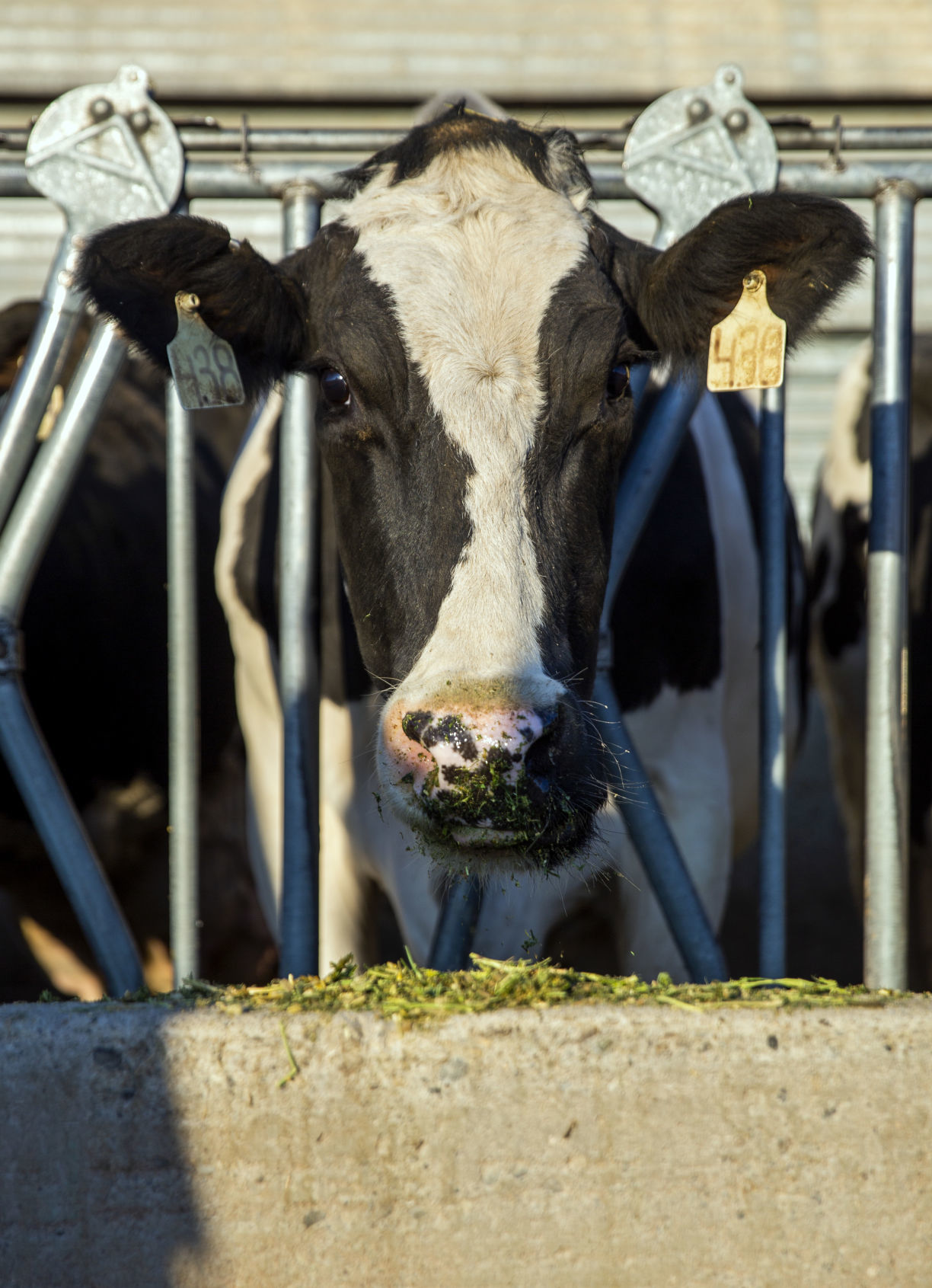 Dairy farm